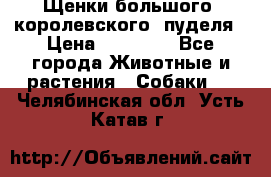 Щенки большого (королевского) пуделя › Цена ­ 25 000 - Все города Животные и растения » Собаки   . Челябинская обл.,Усть-Катав г.